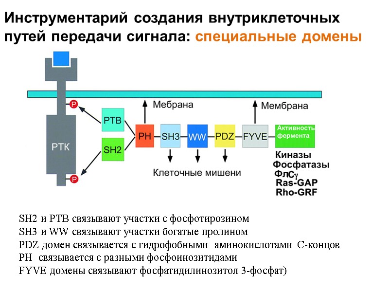 Инструментарий создания внутриклеточных путей передачи сигнала: специальные домены SH2 и PTB связывают участки с